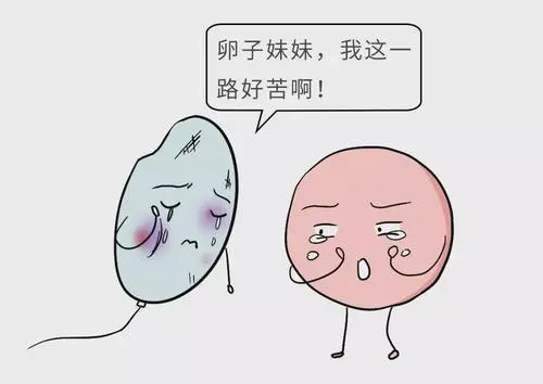 試管嬰兒移植后的幾大疑問