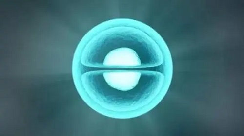 試管嬰兒胚胎質(zhì)量取決于精子還是卵子？