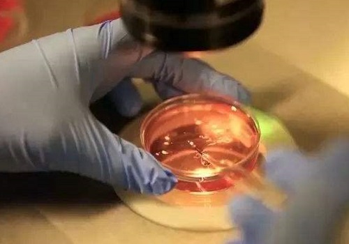 試管嬰兒移植后的著床痛嗎？是怎么個痛法？